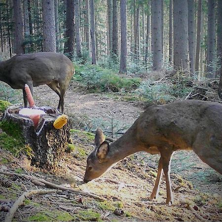 Ferienwohnung Kochs Beeren Oberfresen Экстерьер фото