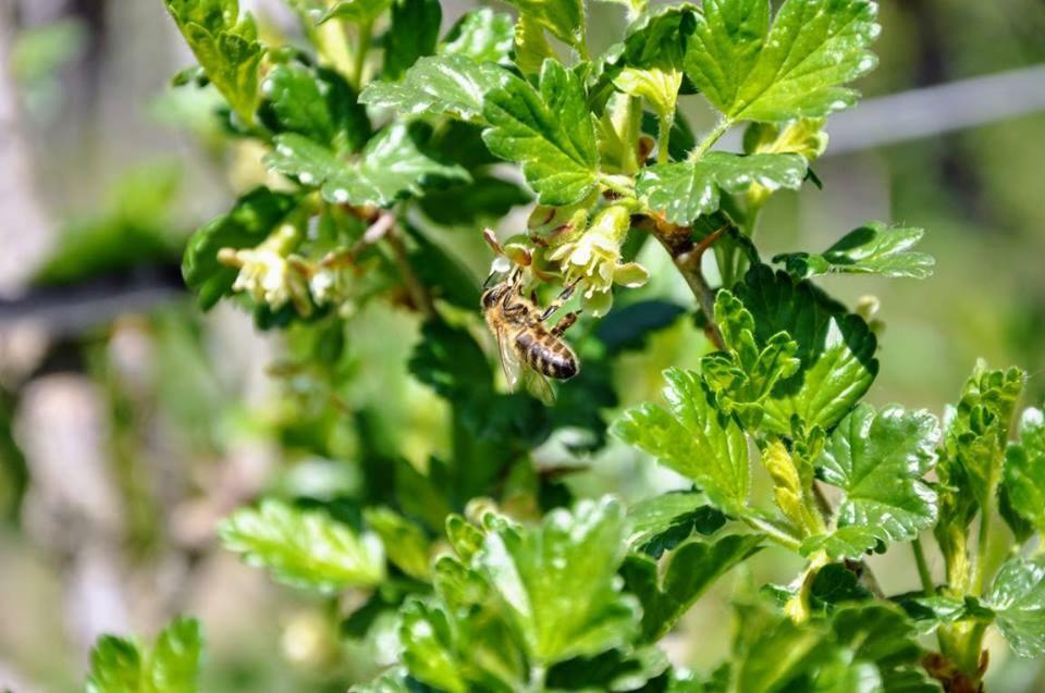 Ferienwohnung Kochs Beeren Oberfresen Экстерьер фото